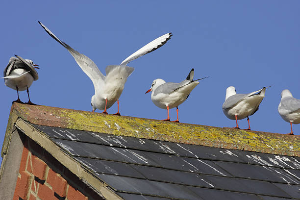 Bird dropping removal